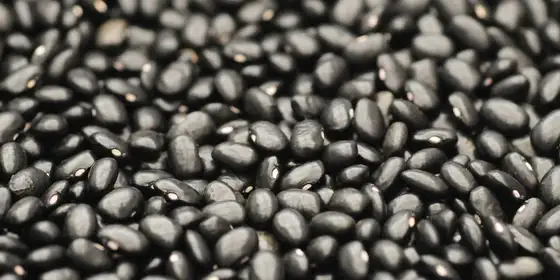 Grãos de feijão preto