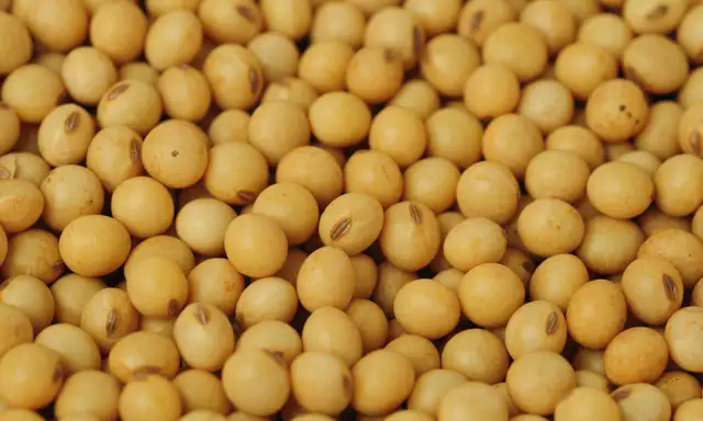 Grãos de soja