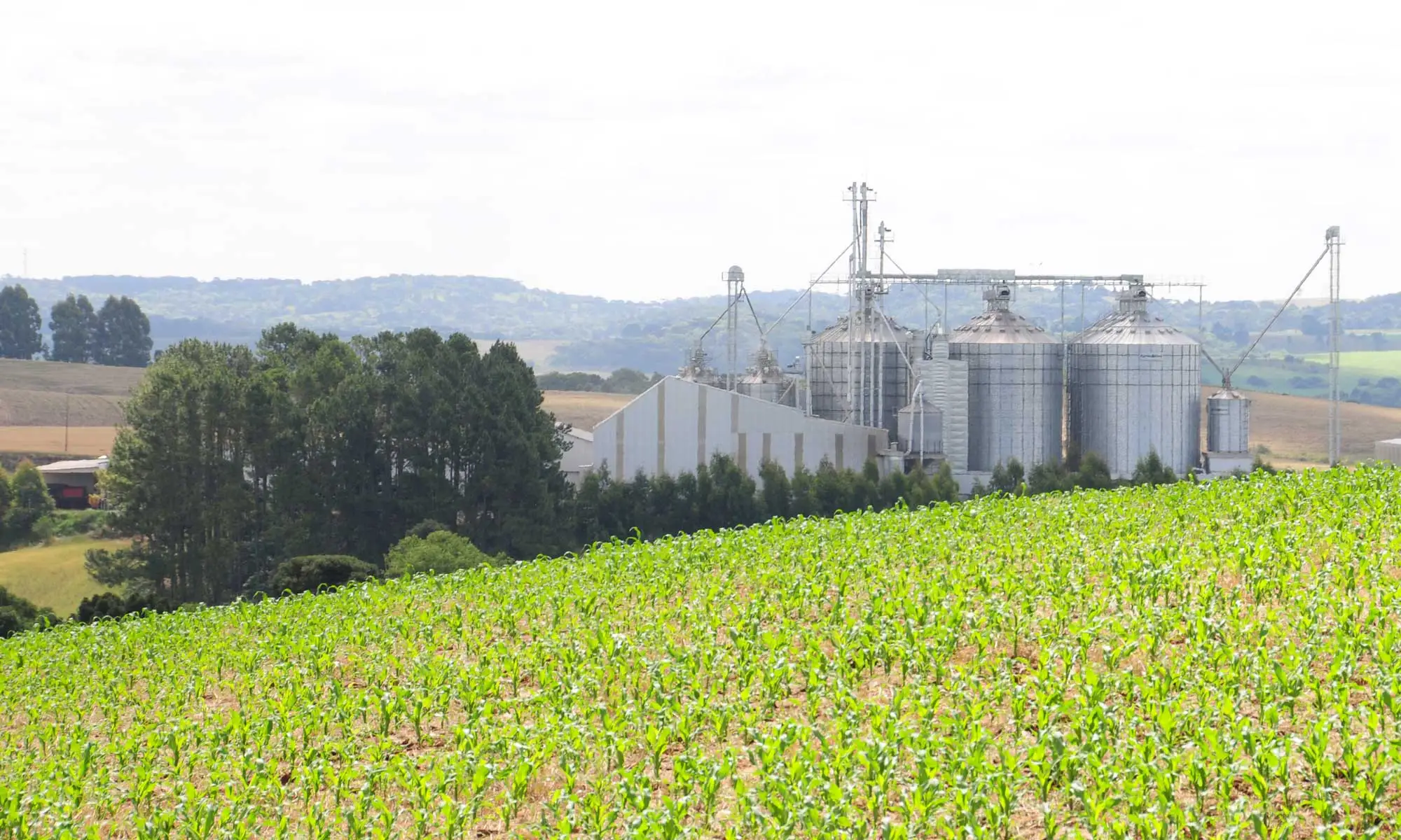 Os silos e galpões da unidade da NBN Sementes em Muitos Capões, vistos de longe, atrás de uma lavoura emergindo.